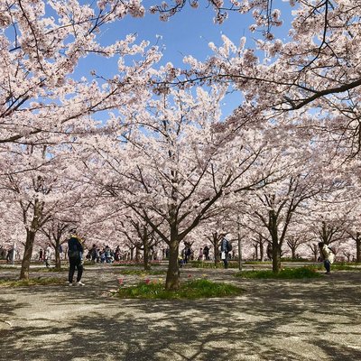 🌸 벚꽃 광장(사쿠라 히로바) 이미지 2